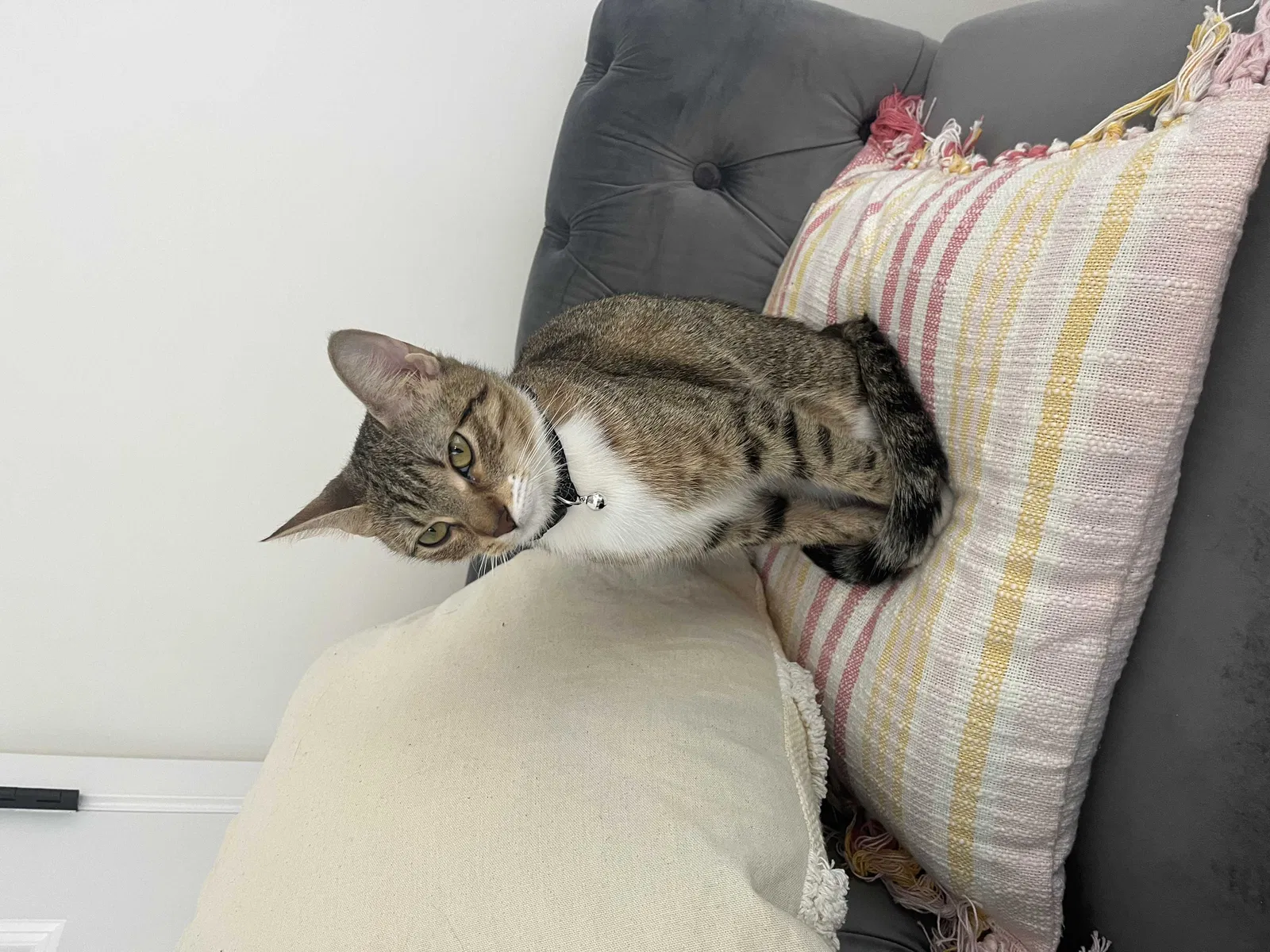 Lost cat in Fair Play, SC, 29643