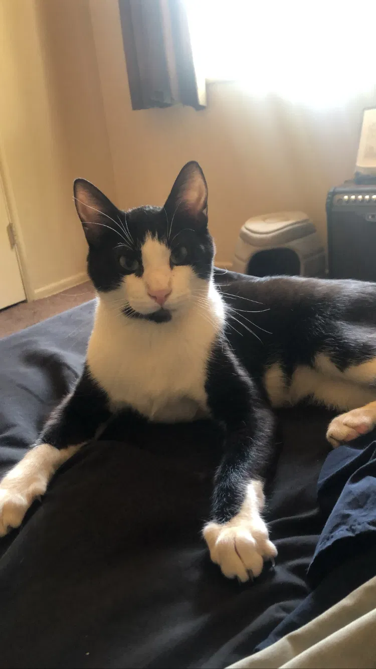 Lost cat in Lancaster, CA, 93534