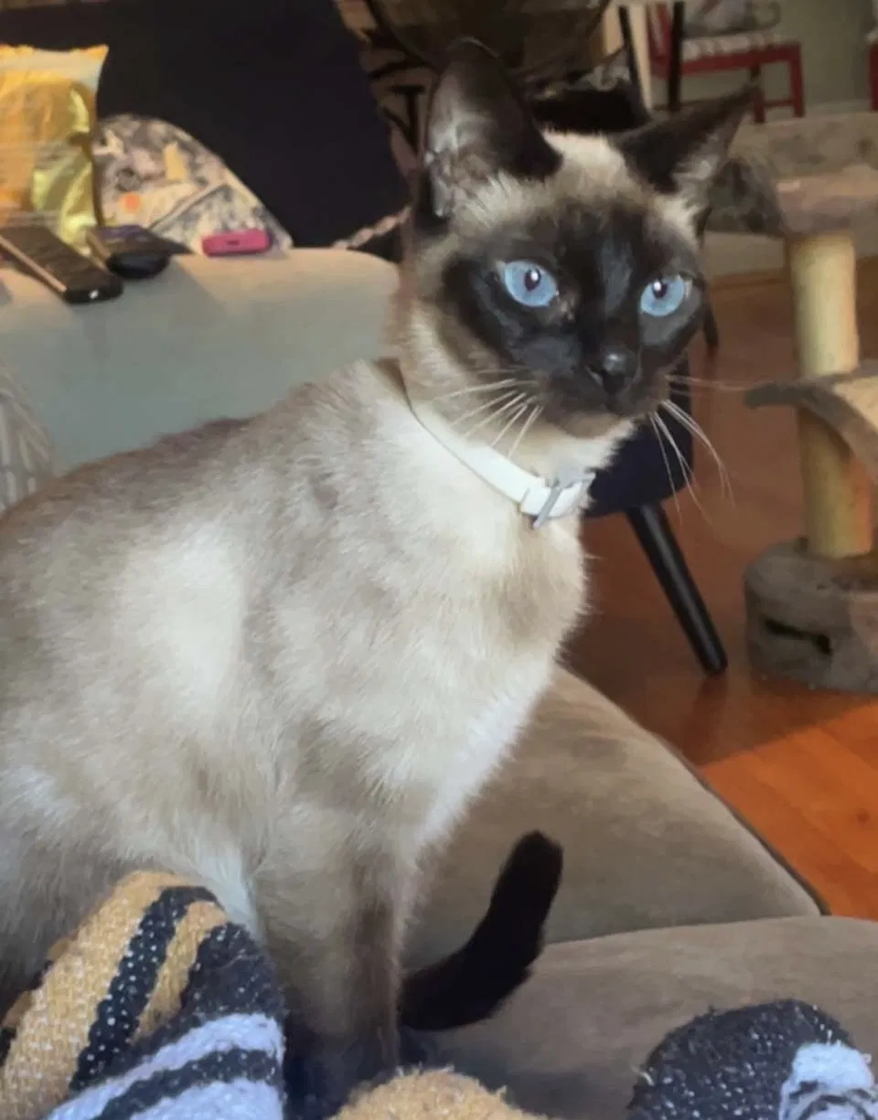Lost cat in Birmingham, AL, 35205