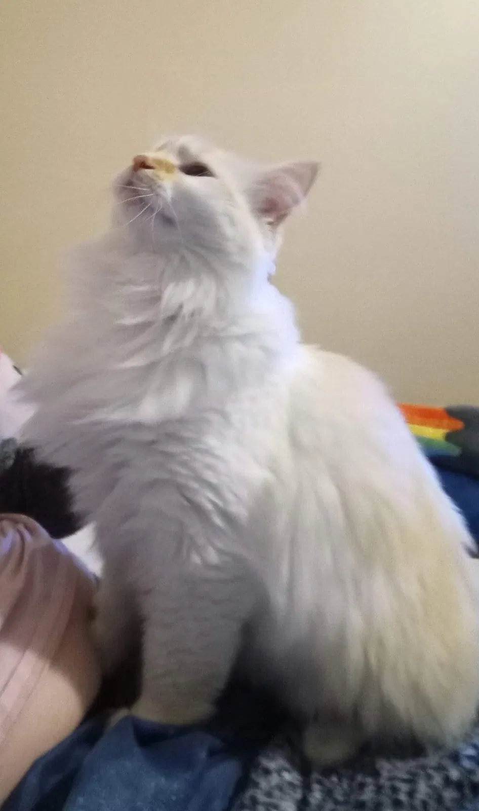 Lost cat in Prattville, AL, 36066