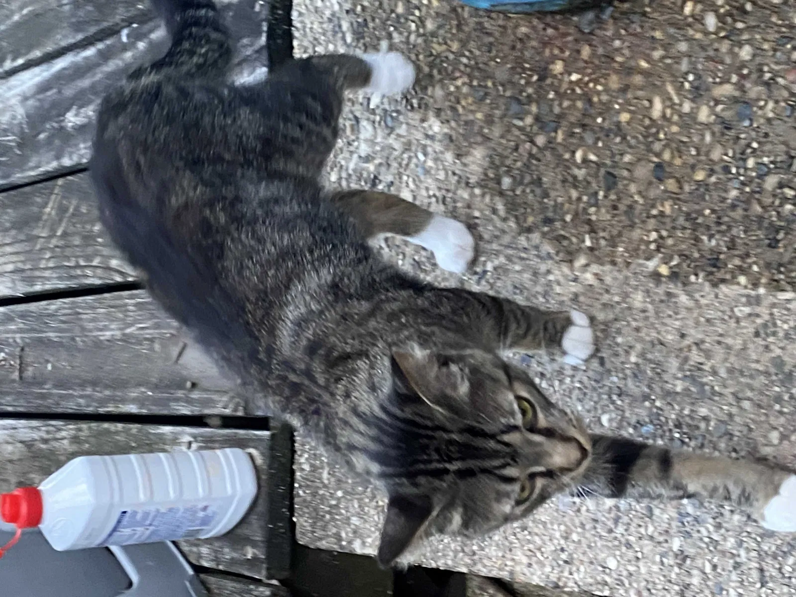 Lost cat in Wyoming, MI, 49509