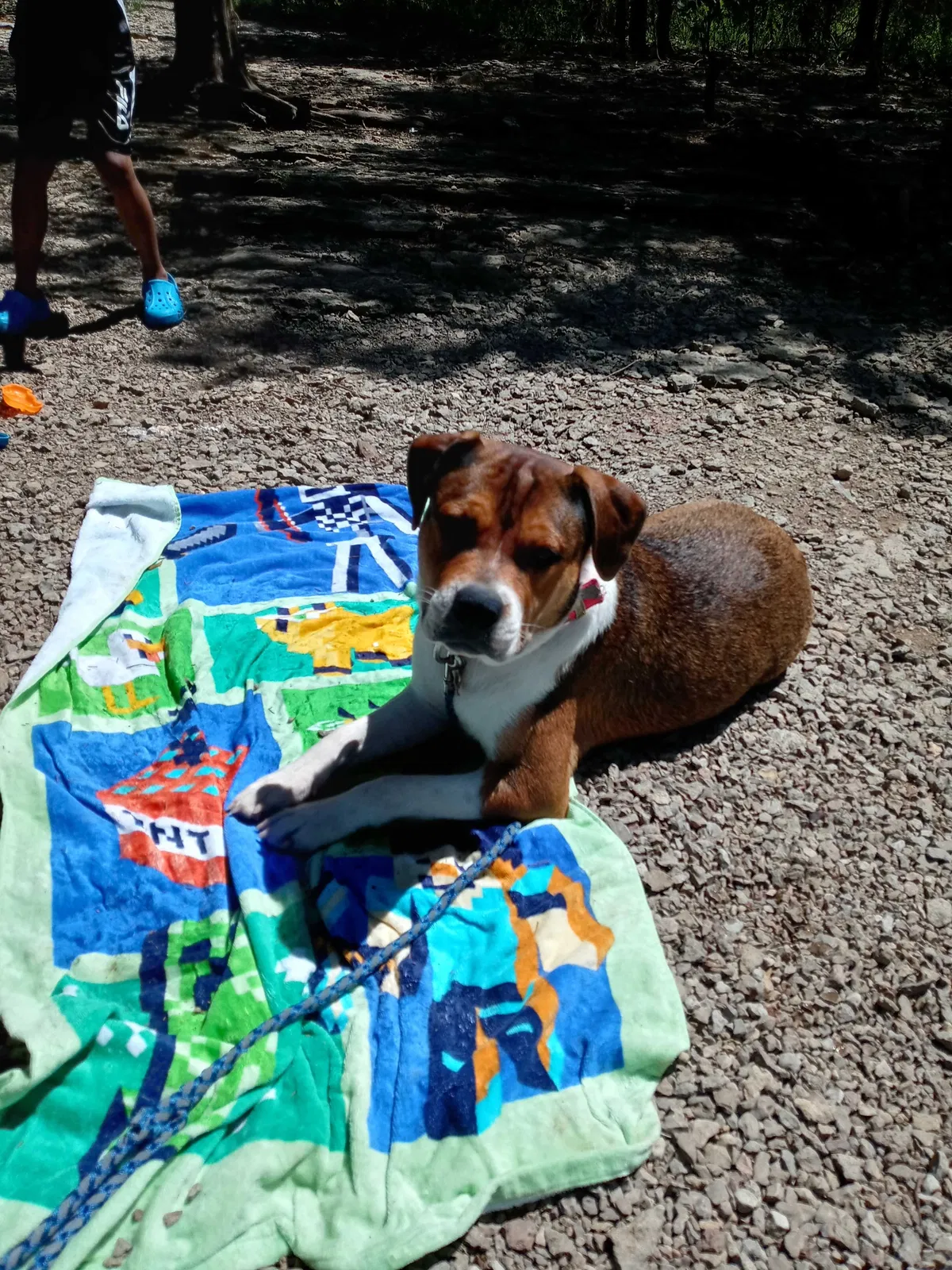 Lost dog in Nashville, TN, 37207