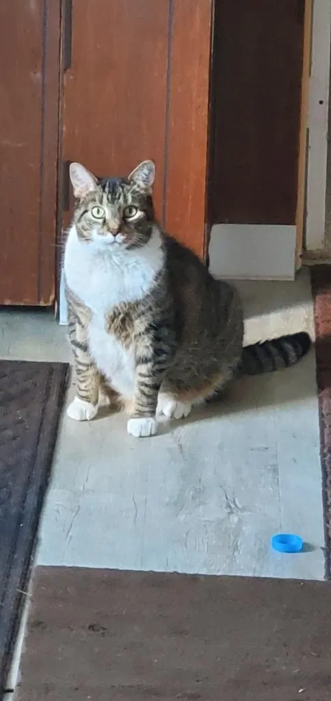 Lost cat in Erie, PA, 16509