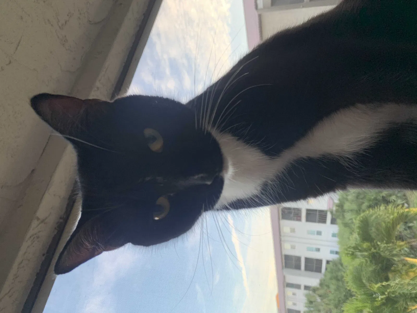 Lost cat in Tucson, AZ, 85739