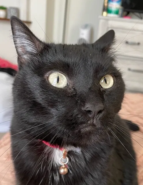 Lost cat in Urbandale, IA, 50322