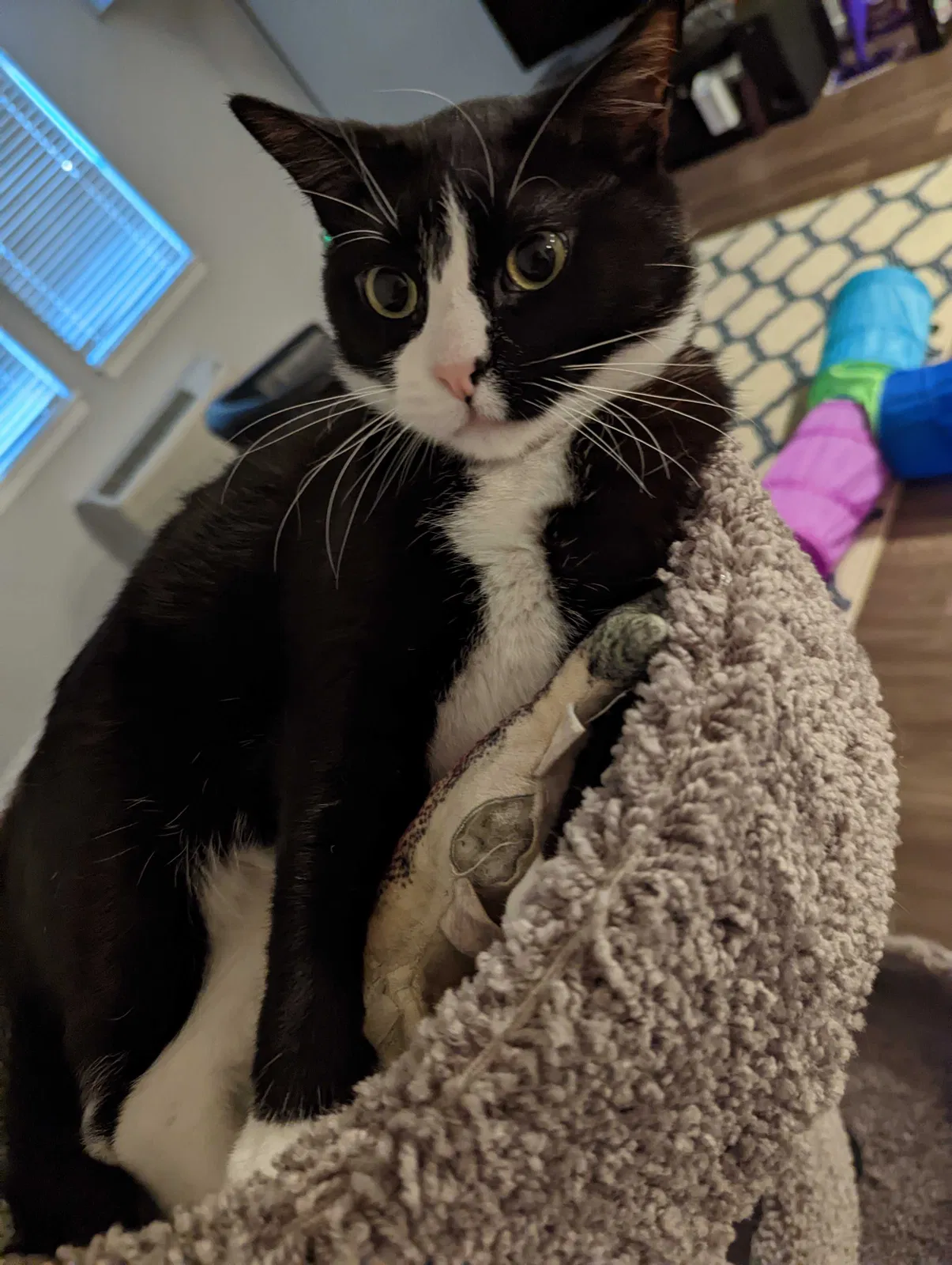 Lost cat in Vancouver, WA, 98683