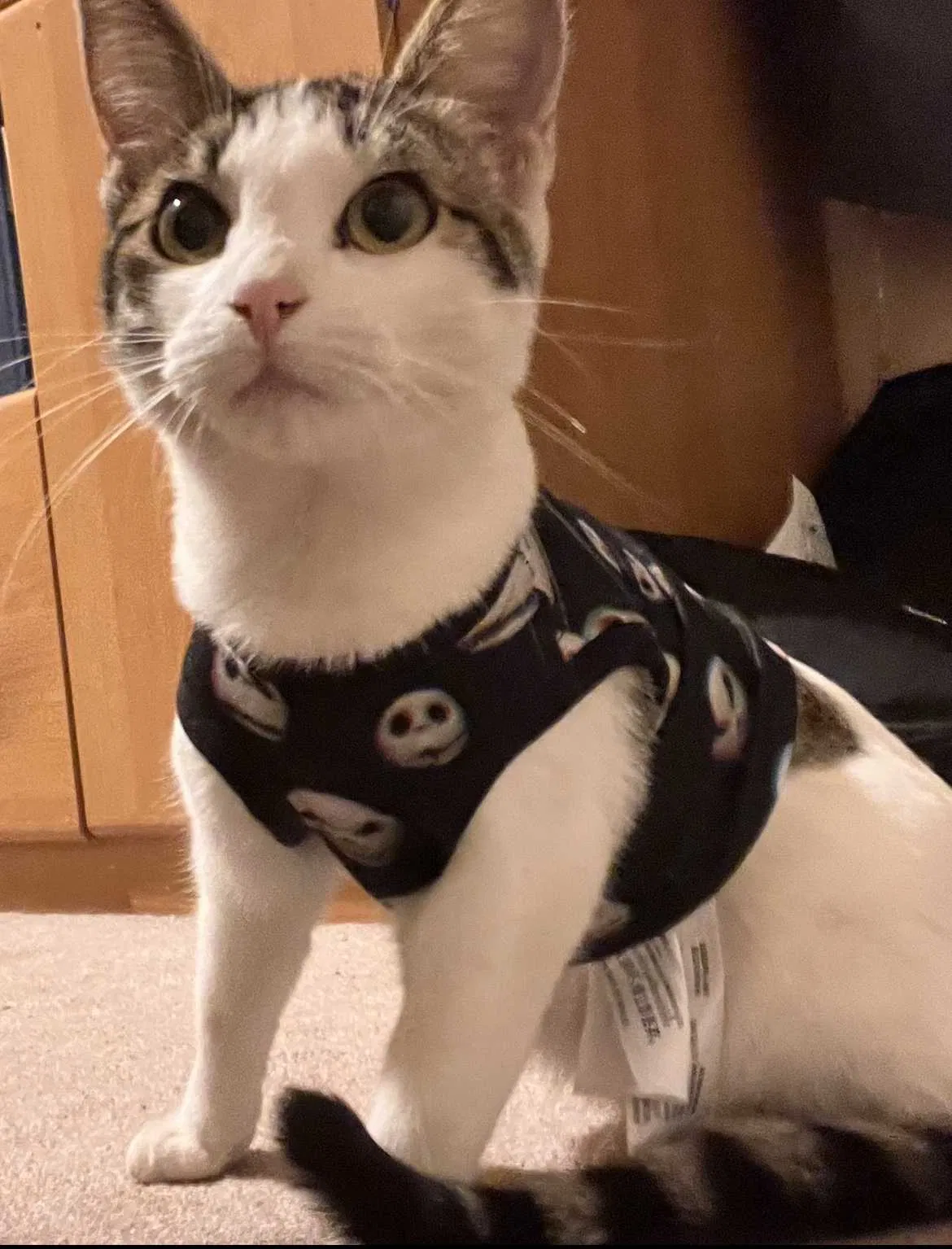 Lost cat in Fairview, OR, 97024