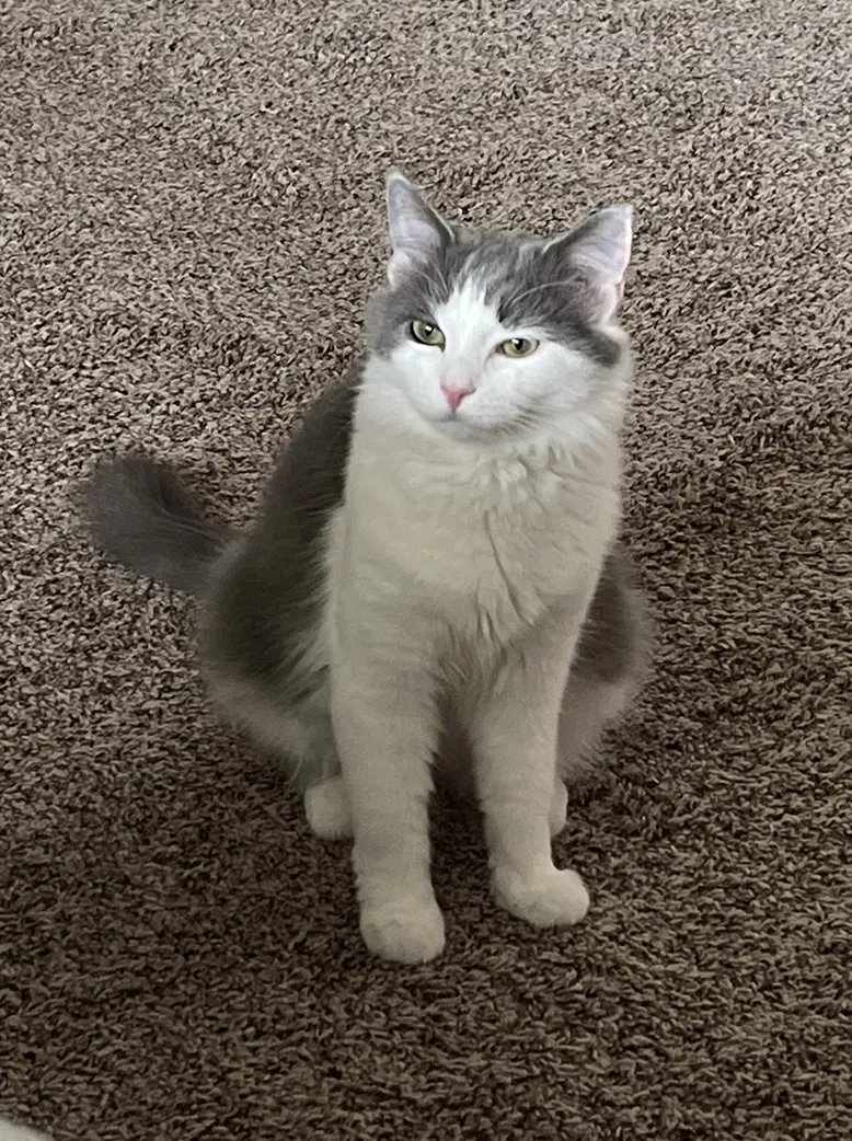 Lost cat in Whitestown, IN, 46075
