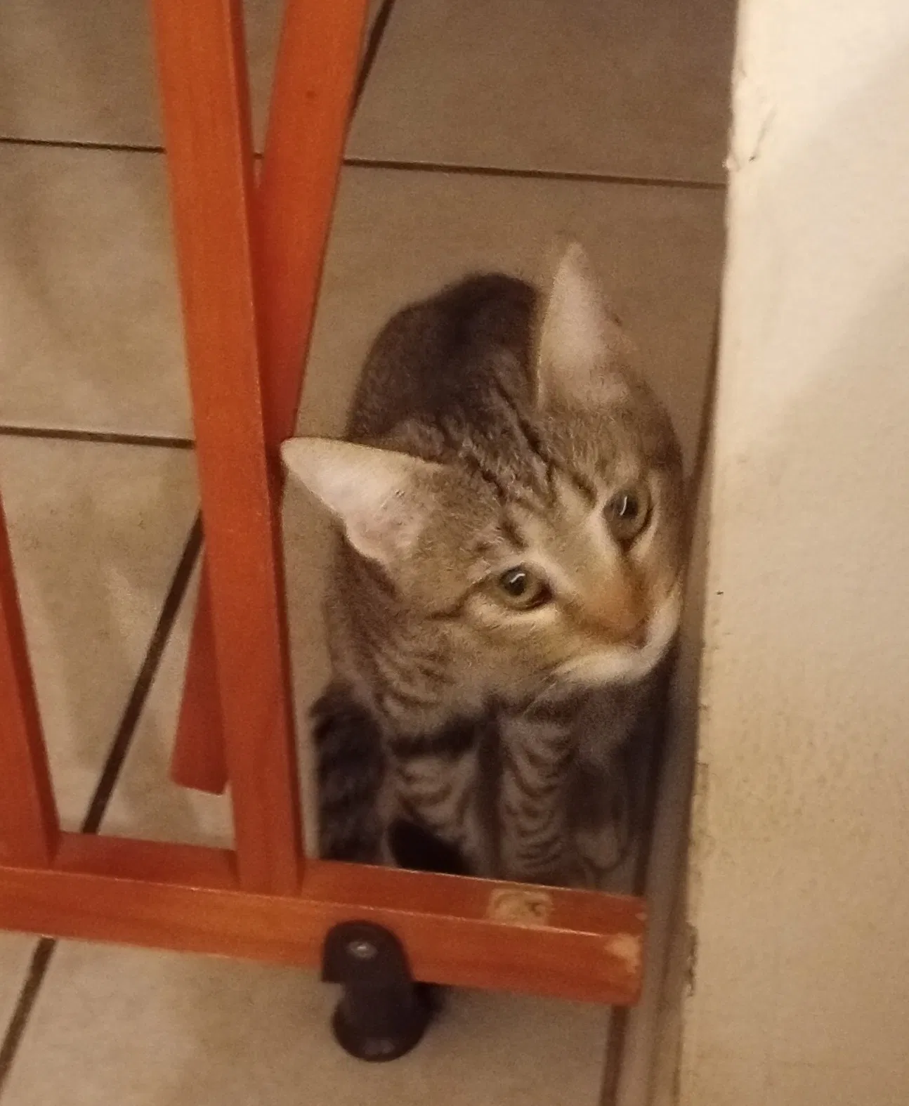 Lost cat in Rio Rancho, NM, 87124