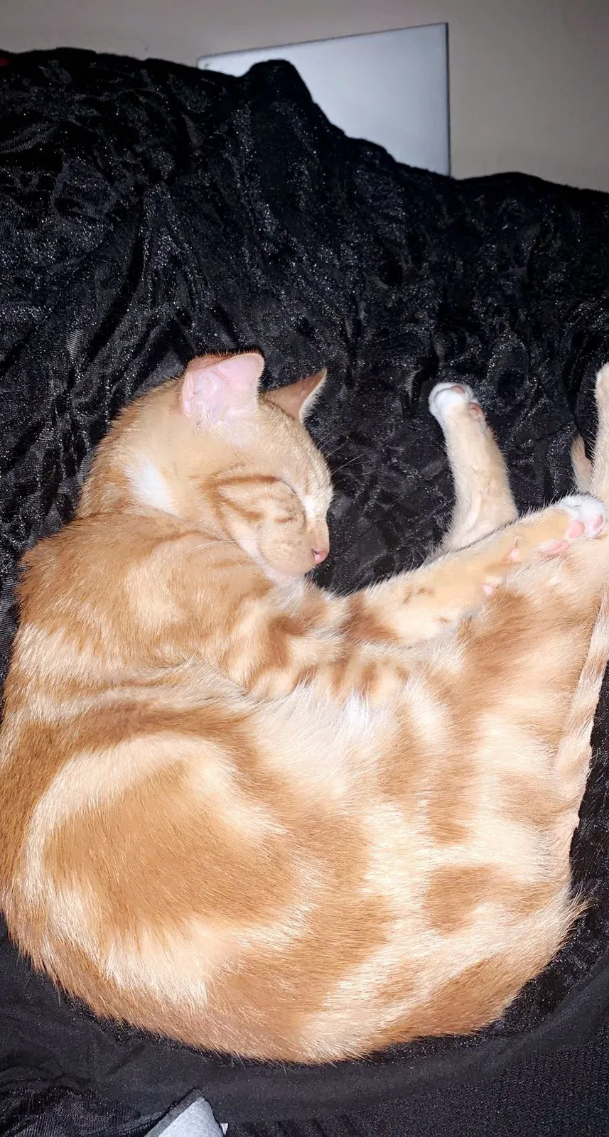 Lost cat in Fresno, CA, 93705