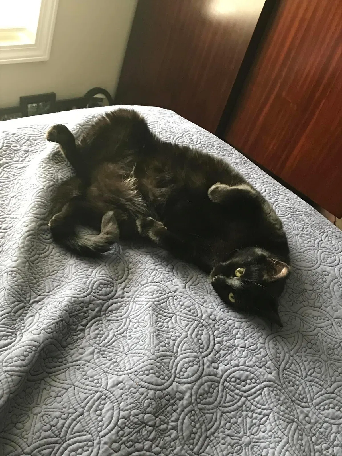 Lost cat in Flowery Branch, GA, 30542