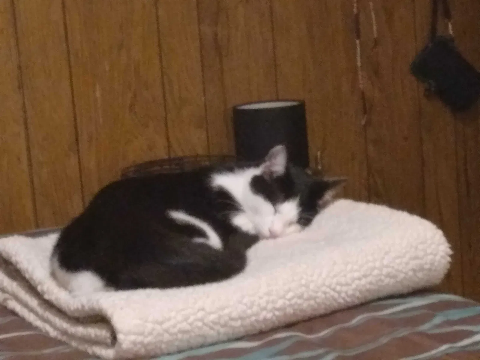 Lost cat in Indianapolis, IN, 46222