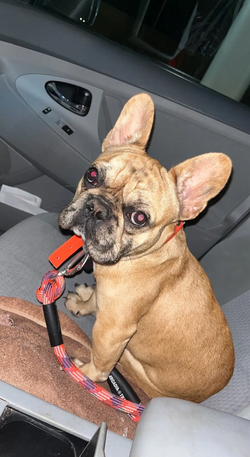 Lost dog in Saint Cloud, FL, 34769