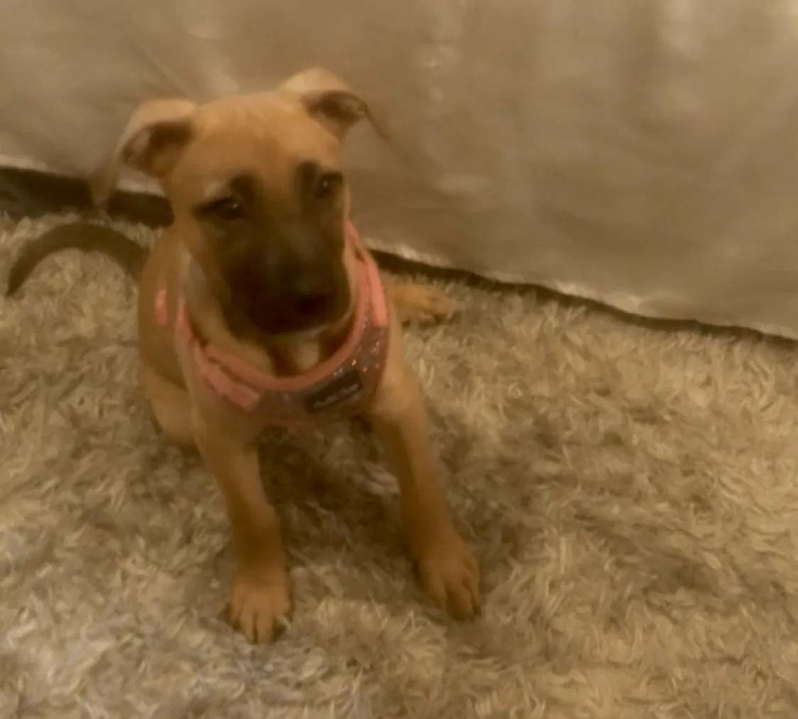 Lost dog in Eugene, OR, 97402