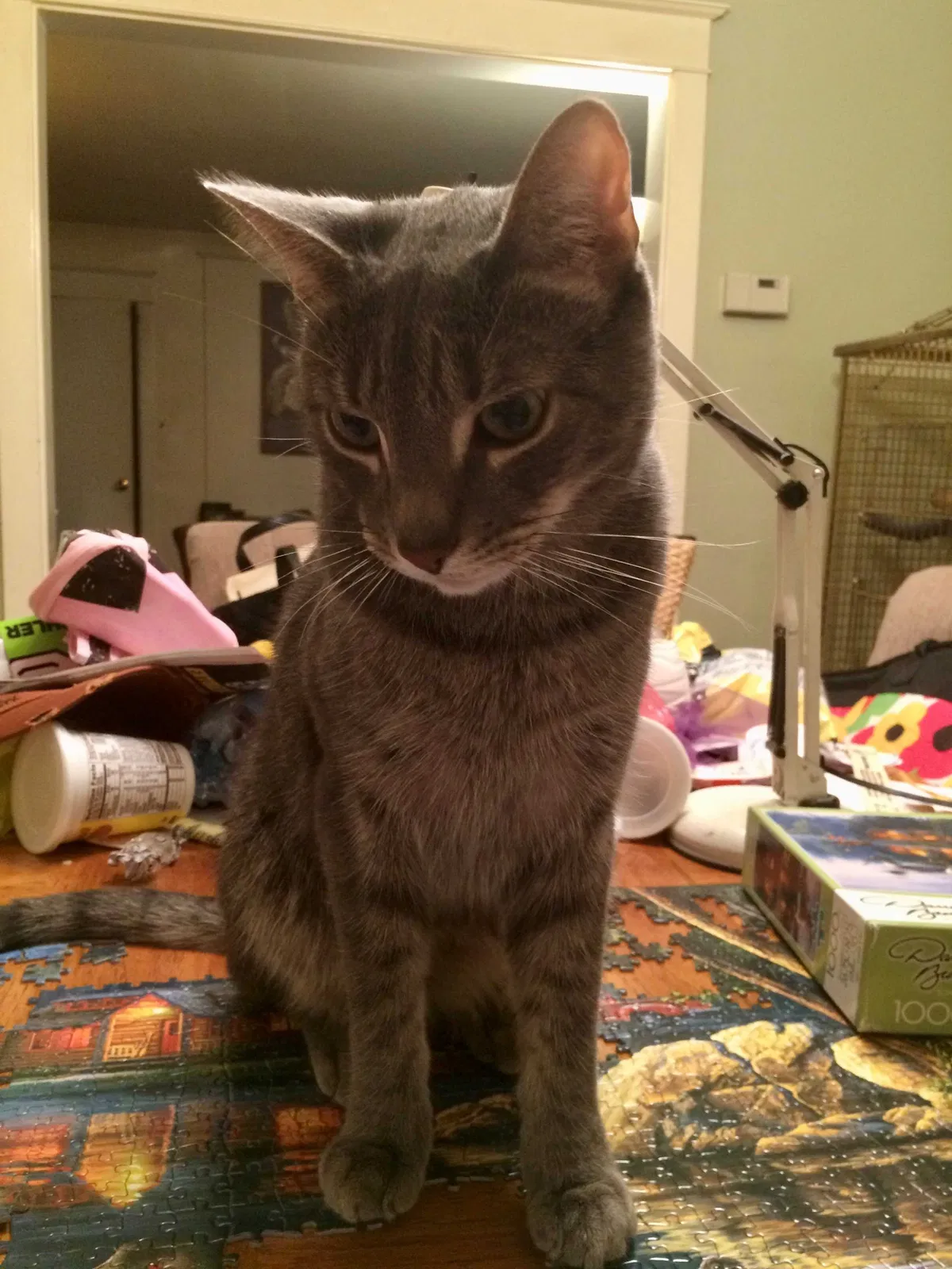 Lost cat in Clifton Heights, PA, 19018