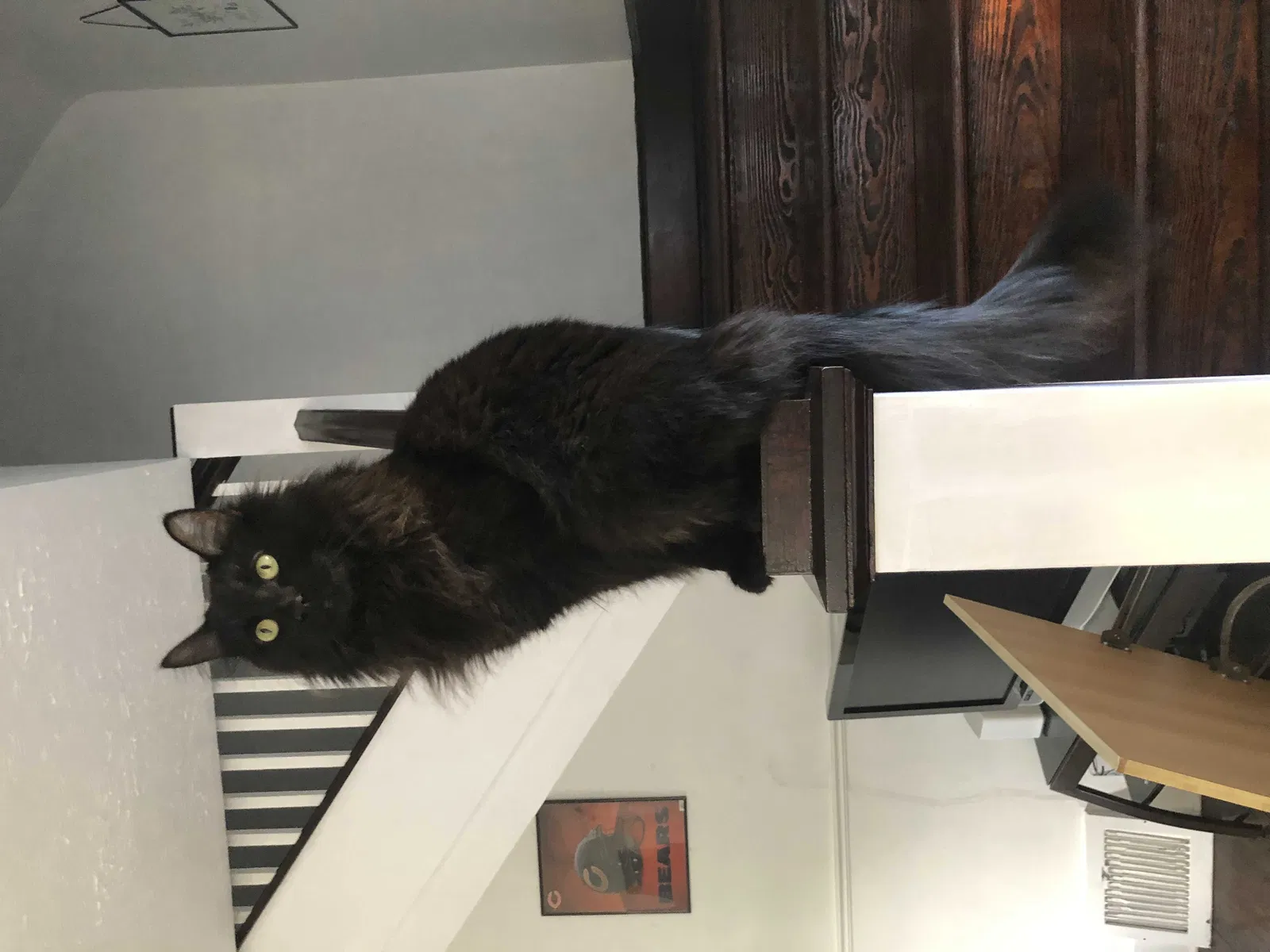 Lost cat in Michigan City, IN, 46360