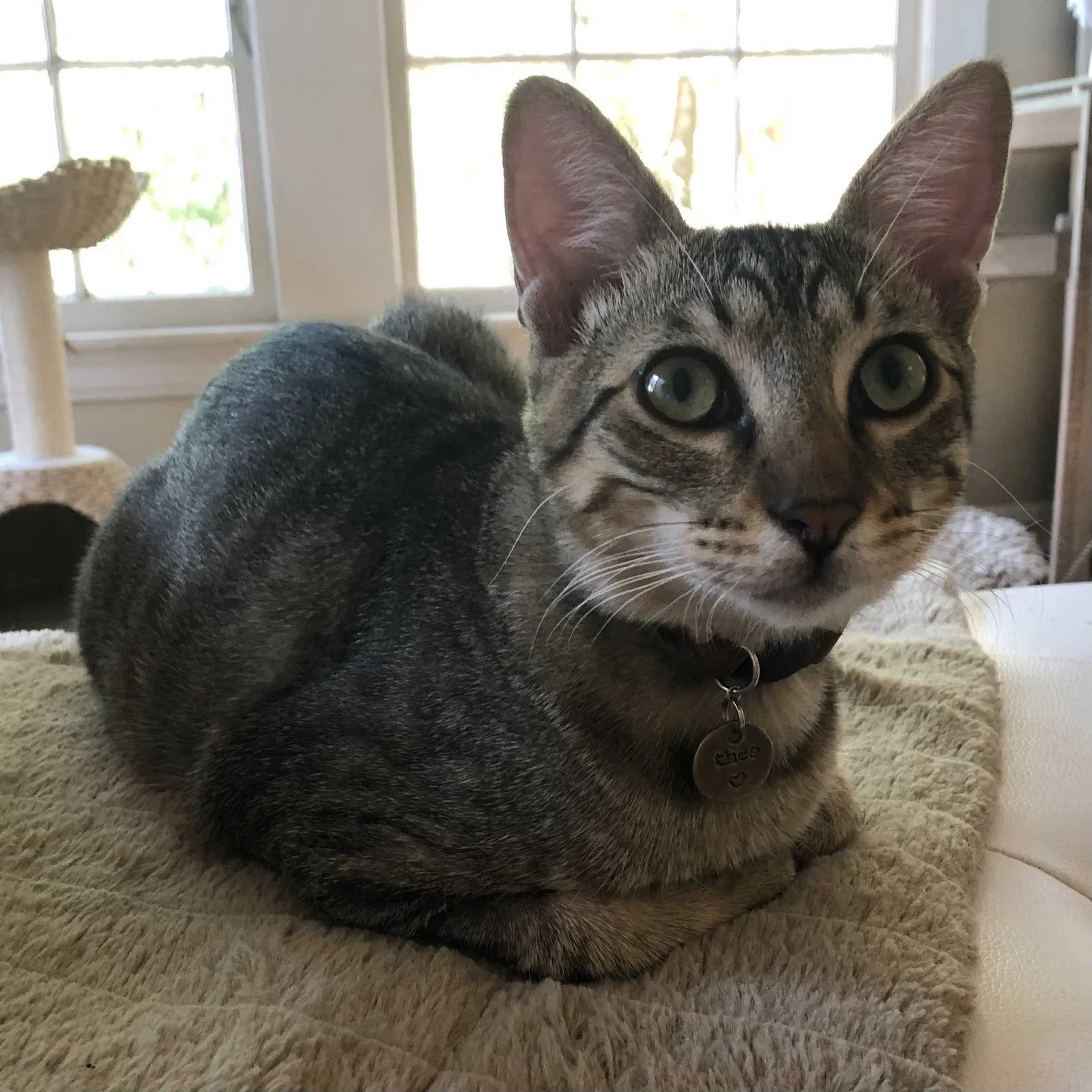 Lost cat in Austin, TX, 78721