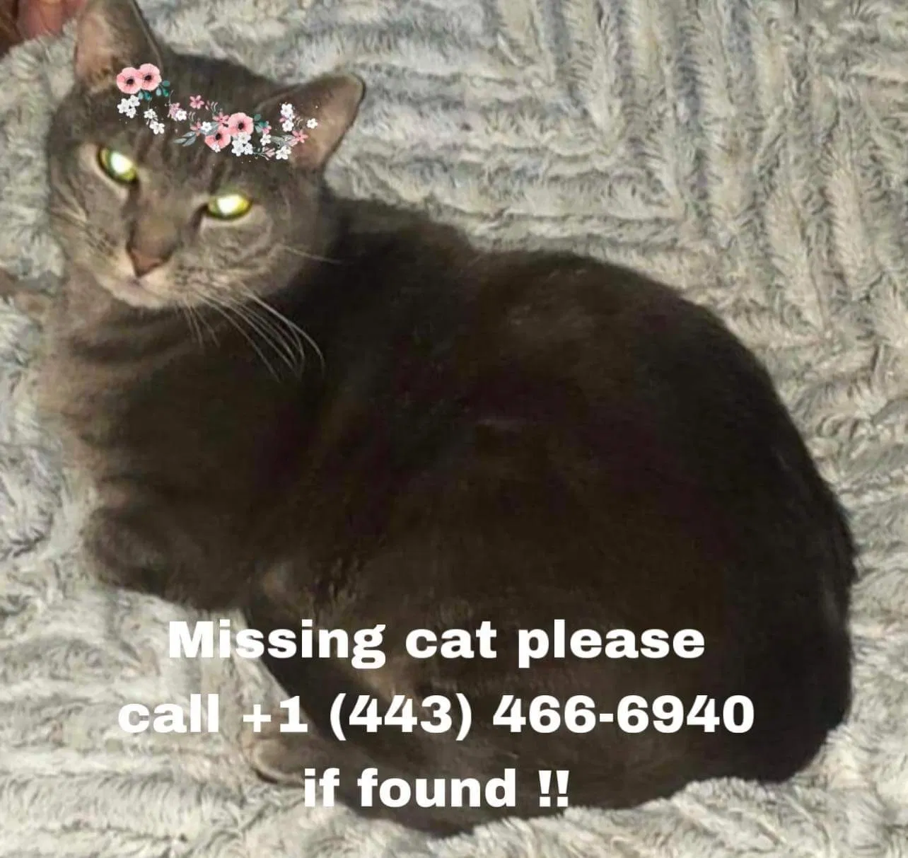 Lost cat in Elkton, MD, 21921