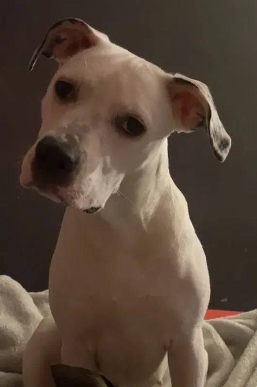 Lost dog in Bronx, NY, 10461