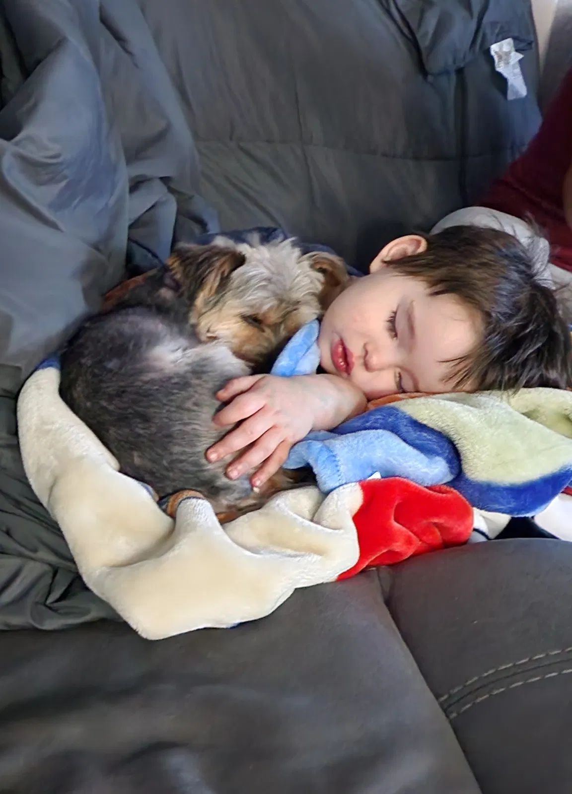 Lost dog in El Paso, TX, 79912