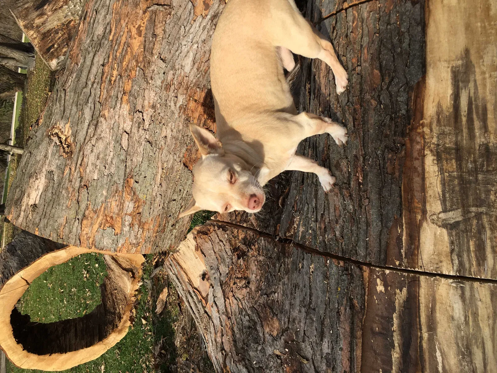 Lost dog in Sun Prairie, WI, 53590