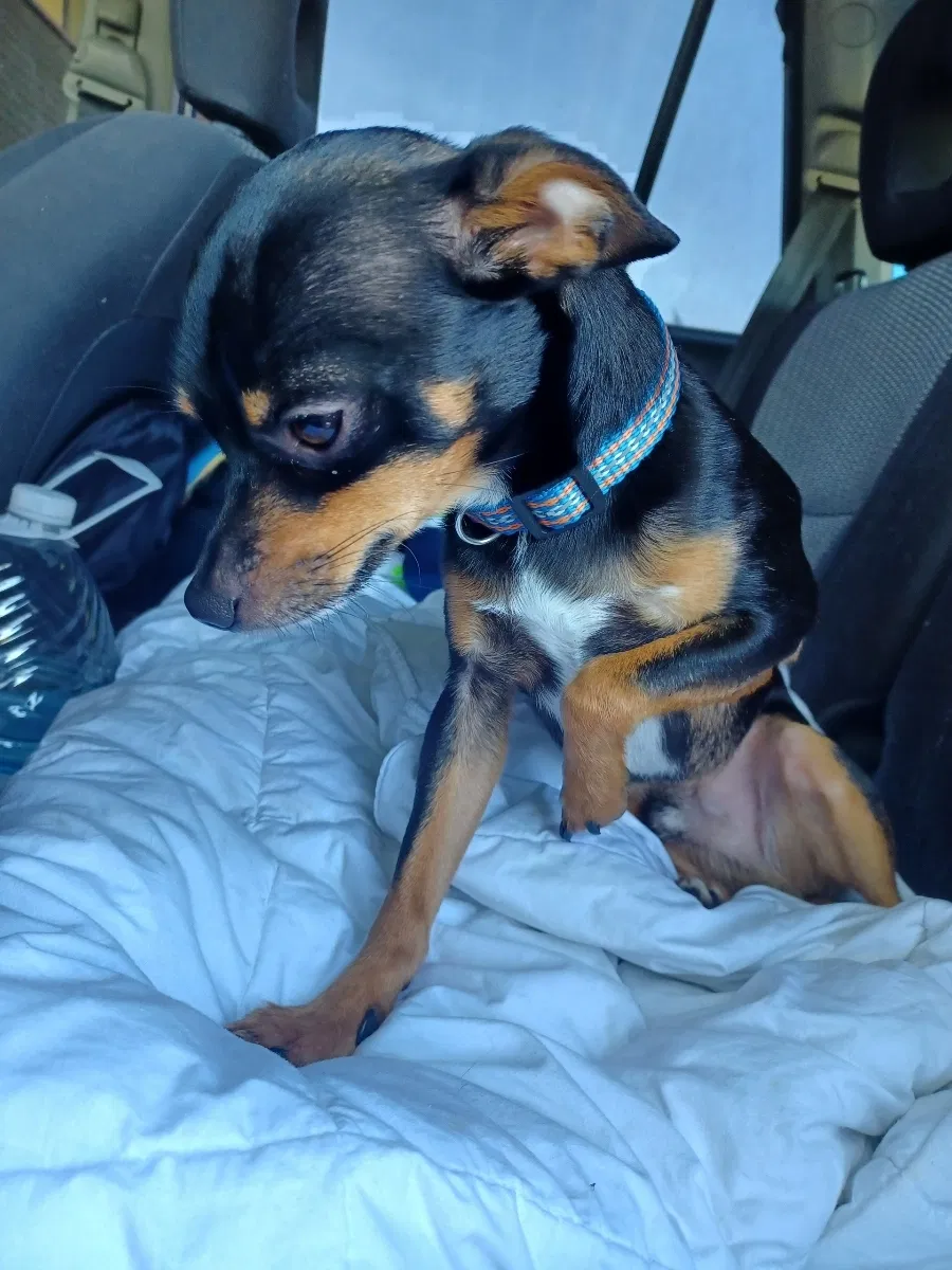 Lost dog in Tampa, FL, 33601