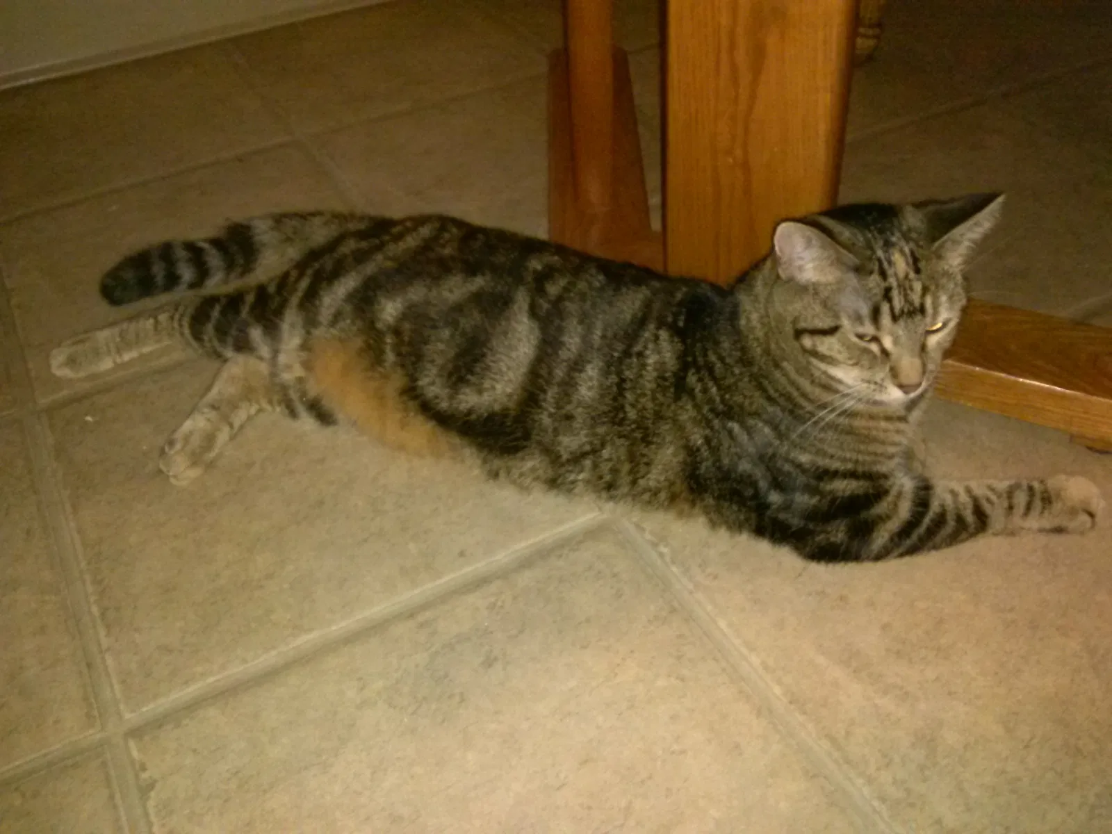Lost cat in Casa Grande, AZ, 85122
