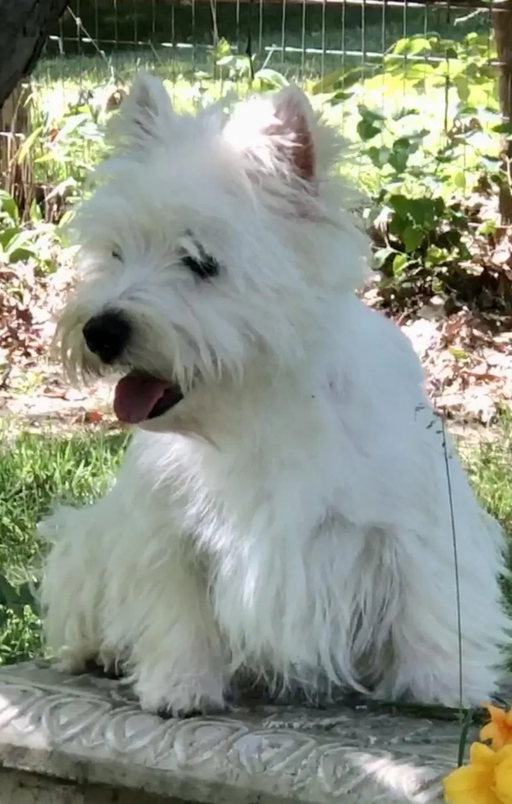 Lost dog in Butler, MO, 64730