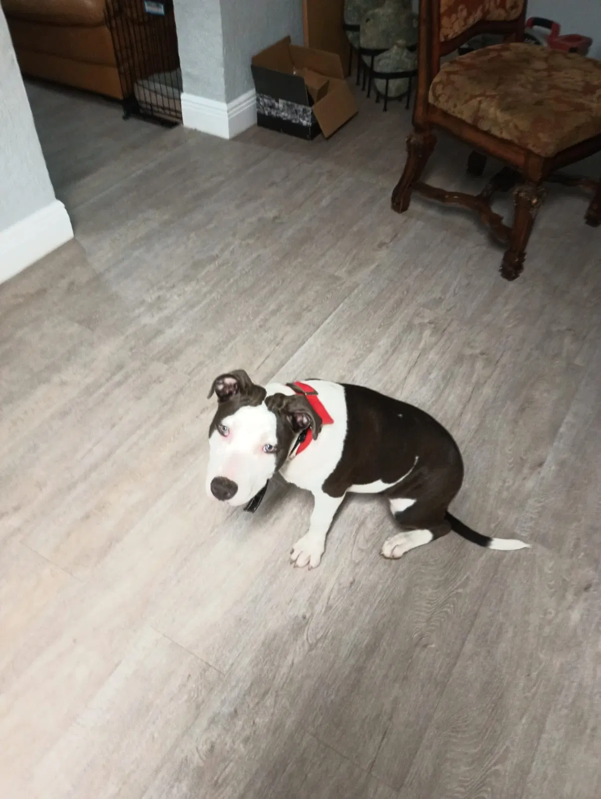Lost dog in Homestead, FL, 33030