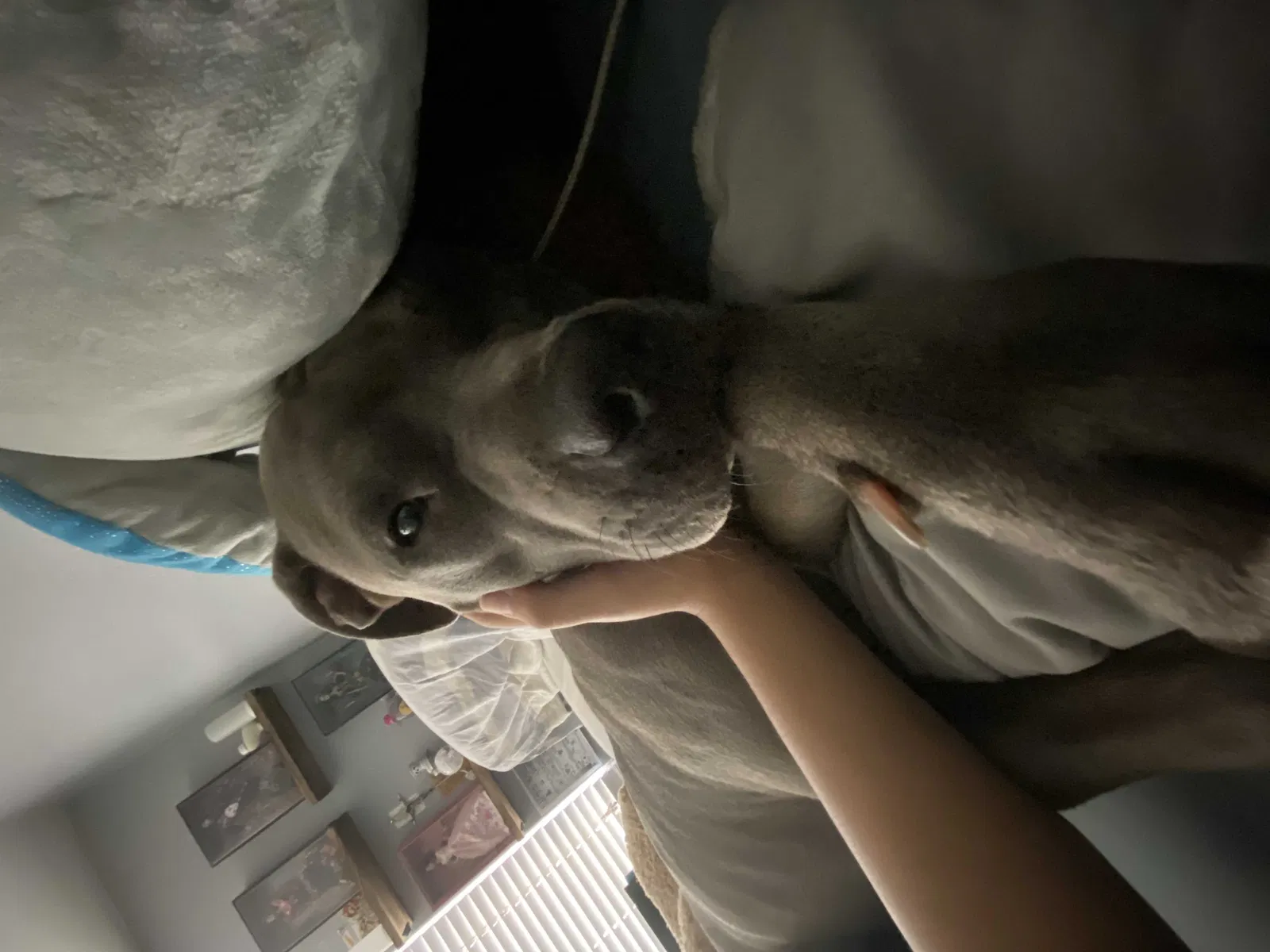 Lost dog in Glendale, AZ, 85303