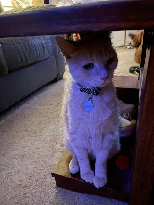 Lost cat in Pensacola, FL, 32526