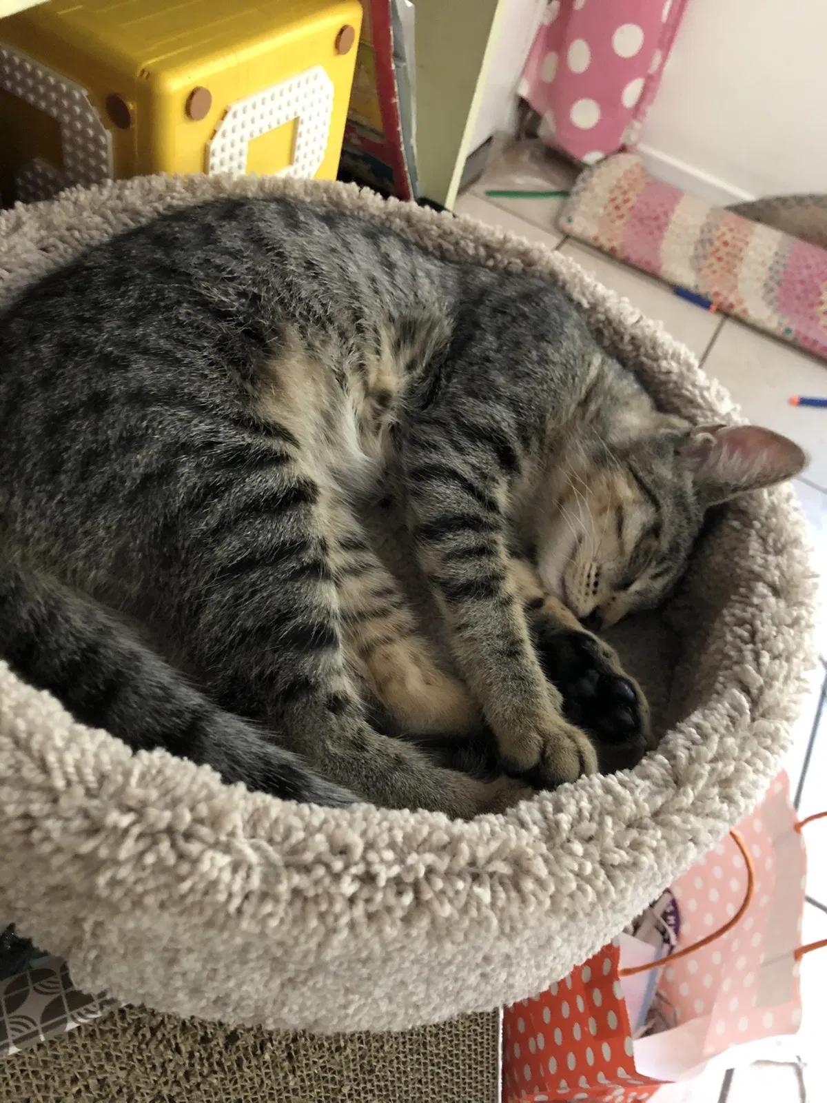Lost cat in Thousand Oaks, CA, 91362