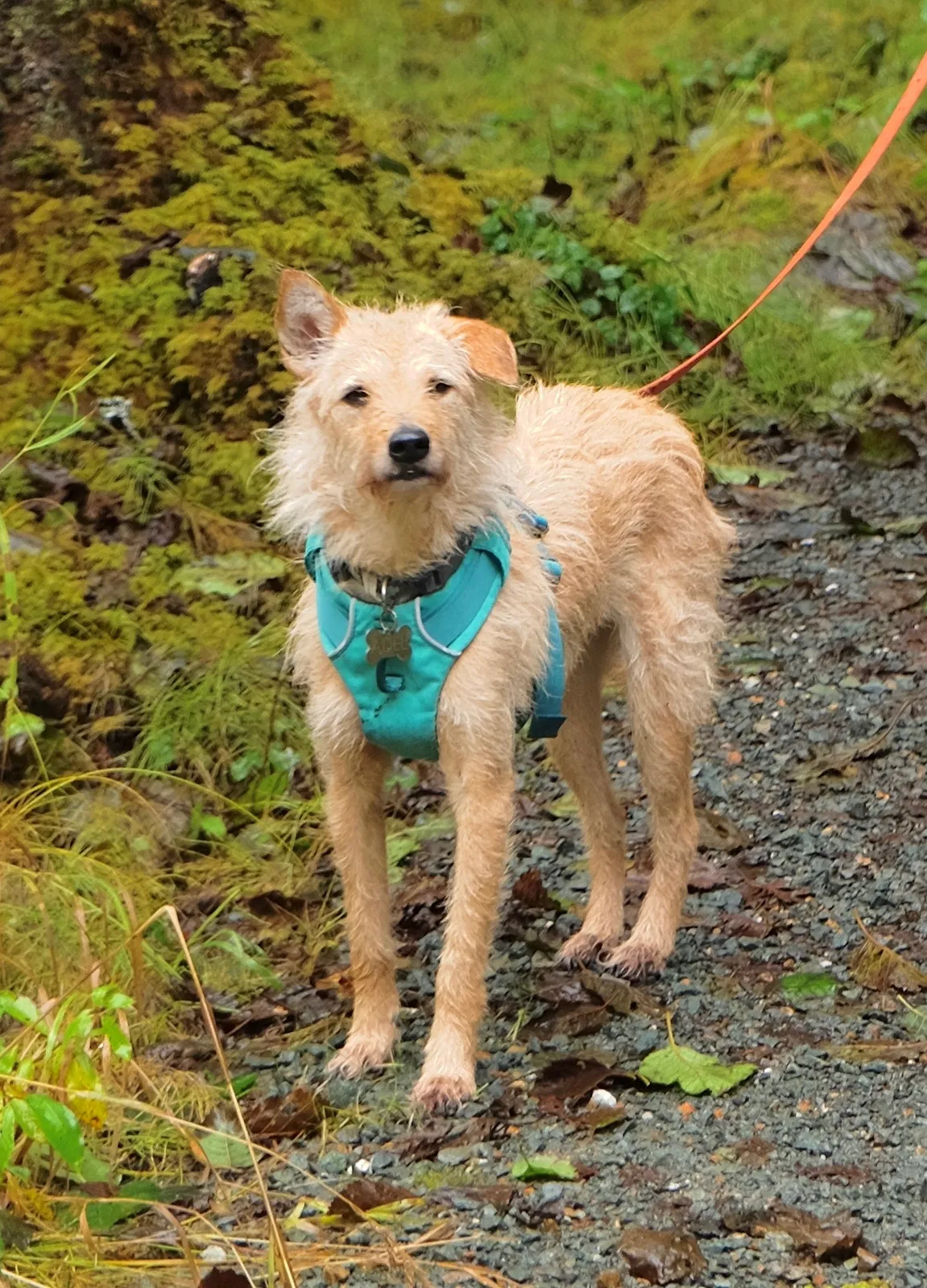 Lost dog in Seattle, WA, 98188