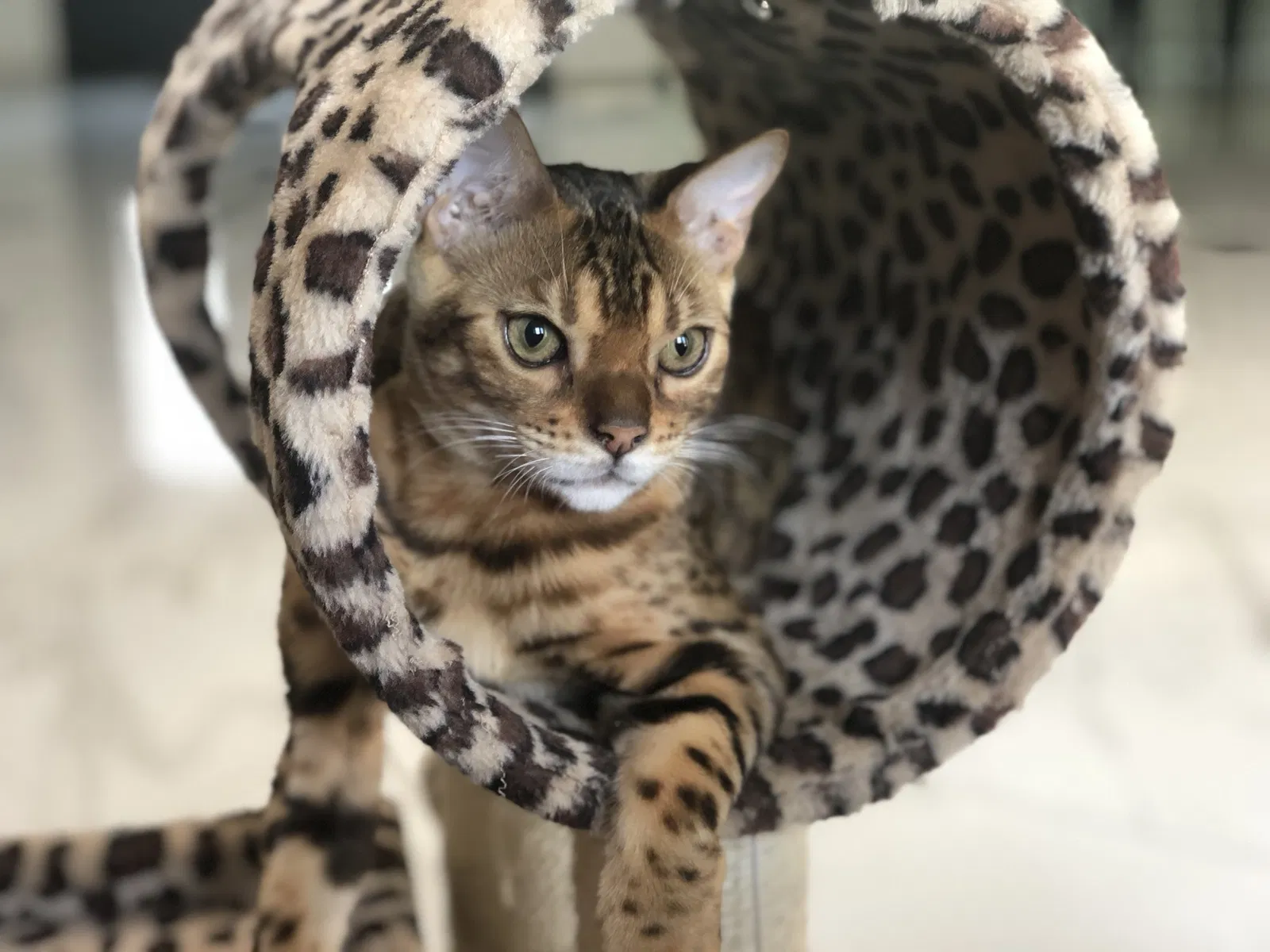 Lost cat in Encino, CA, 91316
