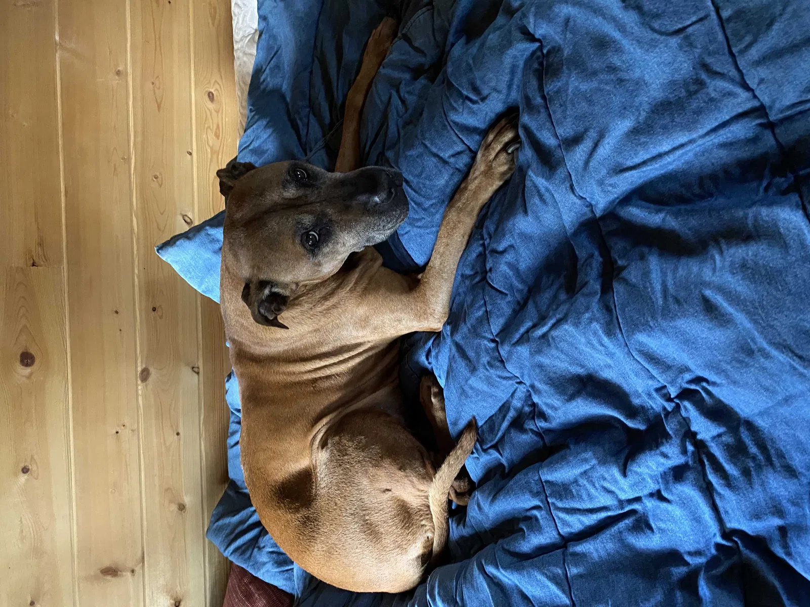 Lost dog in Boulder, CO, 80302