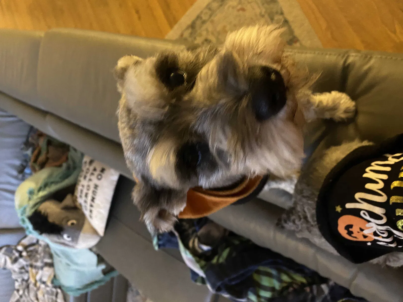 Lost dog in San Antonio, TX, 78249