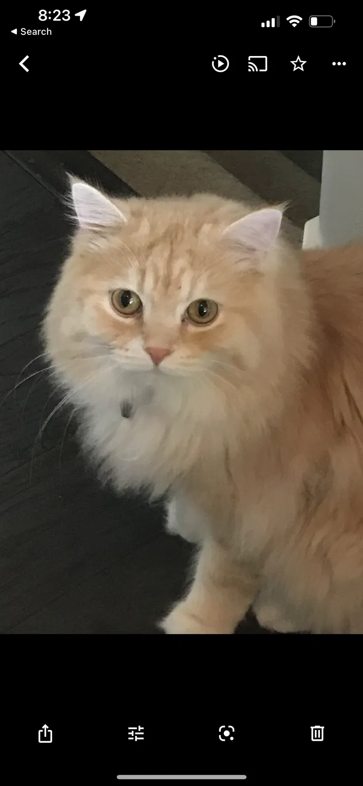 Lost cat in Pleasant Grove, UT, 84062