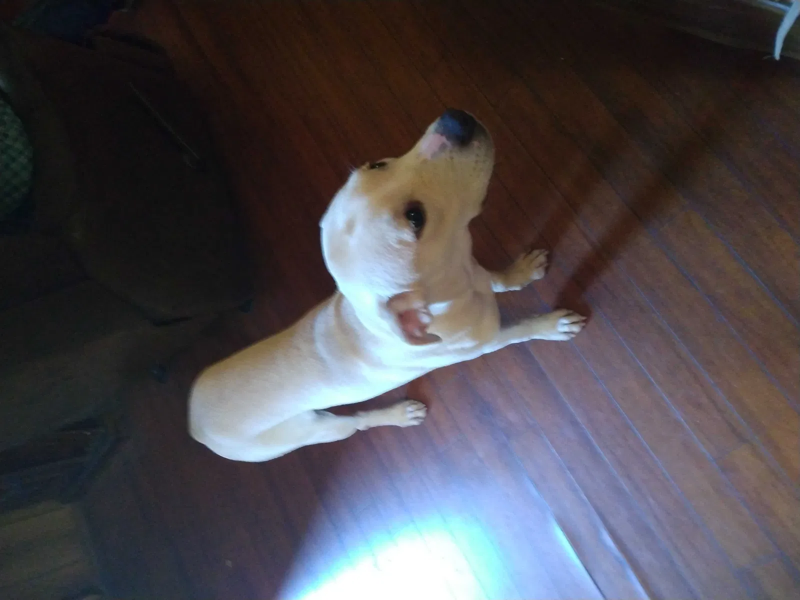 Lost dog in Hogansville, GA, 30230