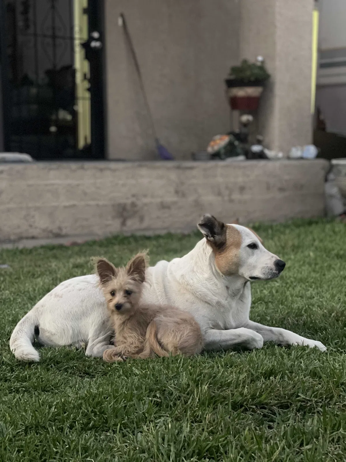 Lost dog in Rialto, CA, 92377