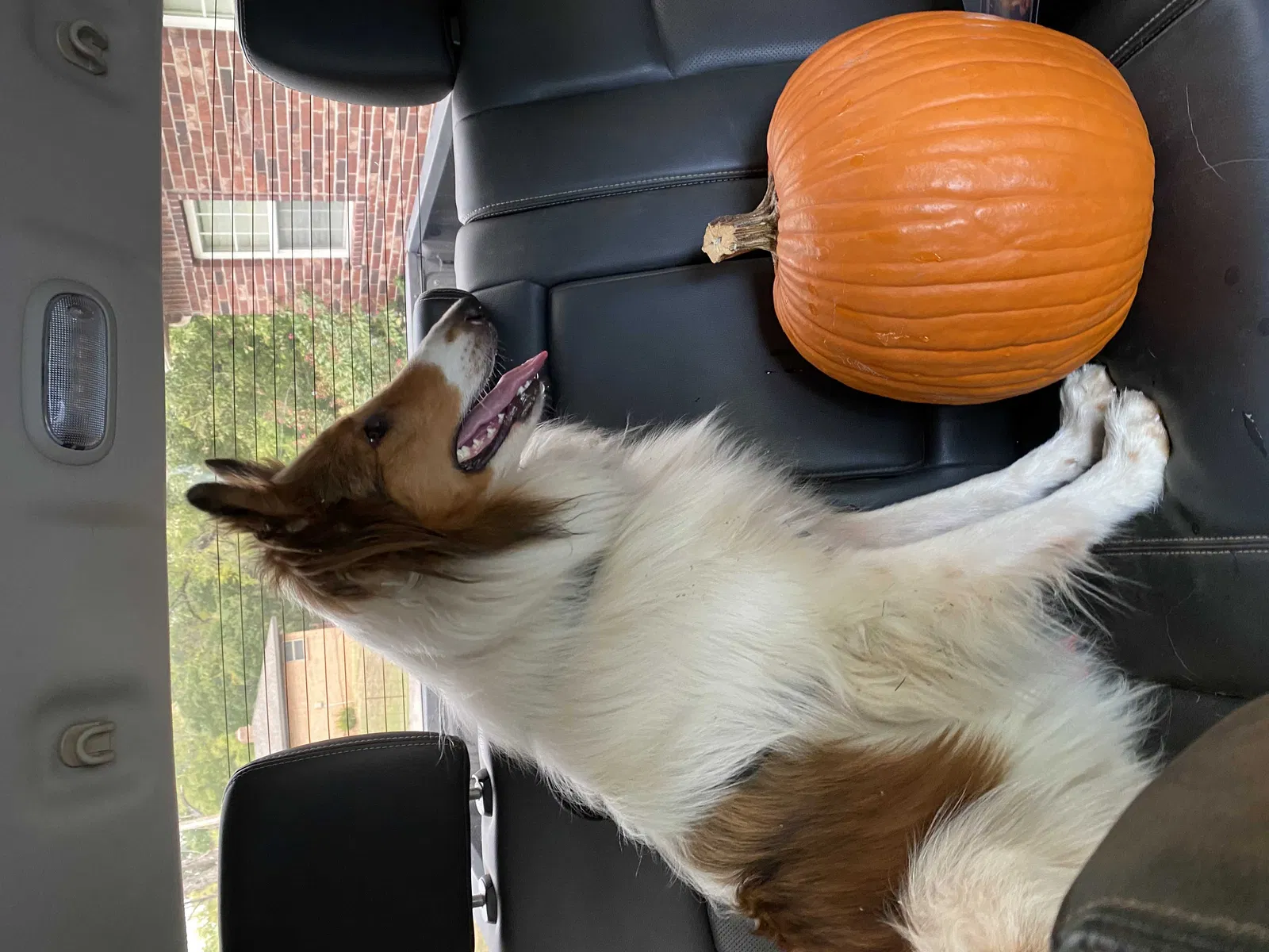 Found dog in Collinsville, OK, 74021
