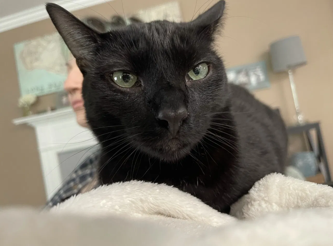 Lost cat in Long Beach, CA, 90807