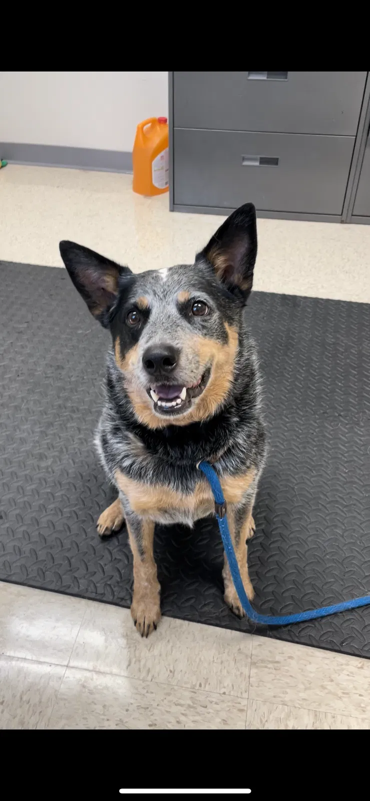 Lost dog in West End, NC, 27376