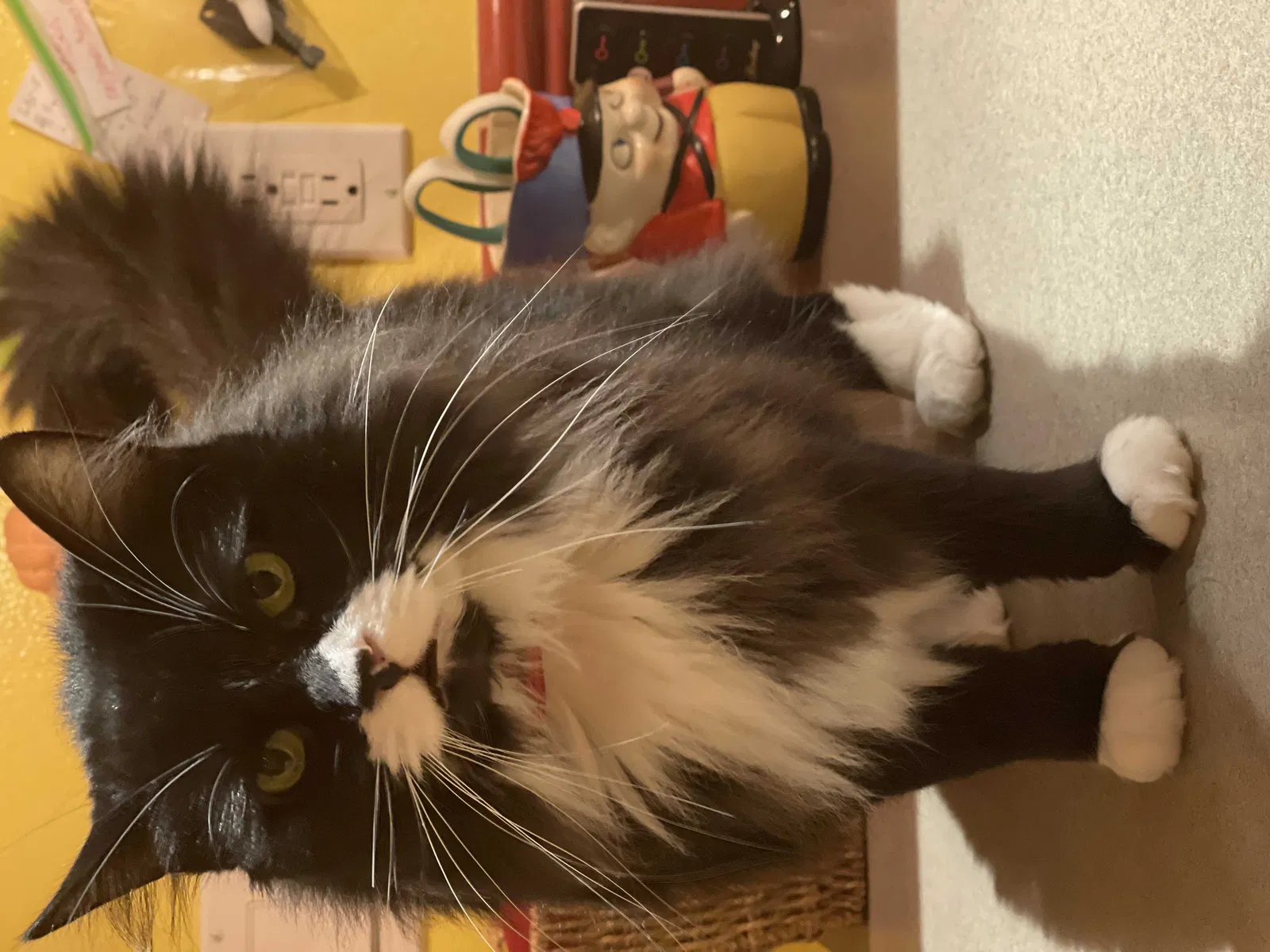 Lost cat in Seattle, WA, 98177