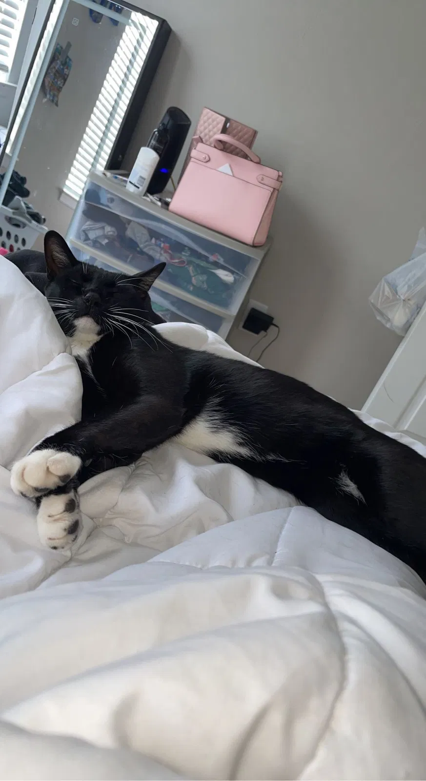 Lost cat in Suffolk, VA, 23435