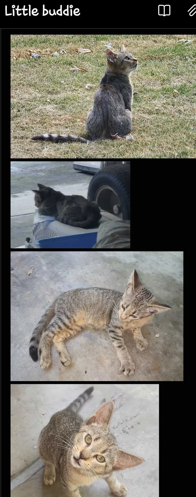 Lost cat in Snellville, GA, 30078