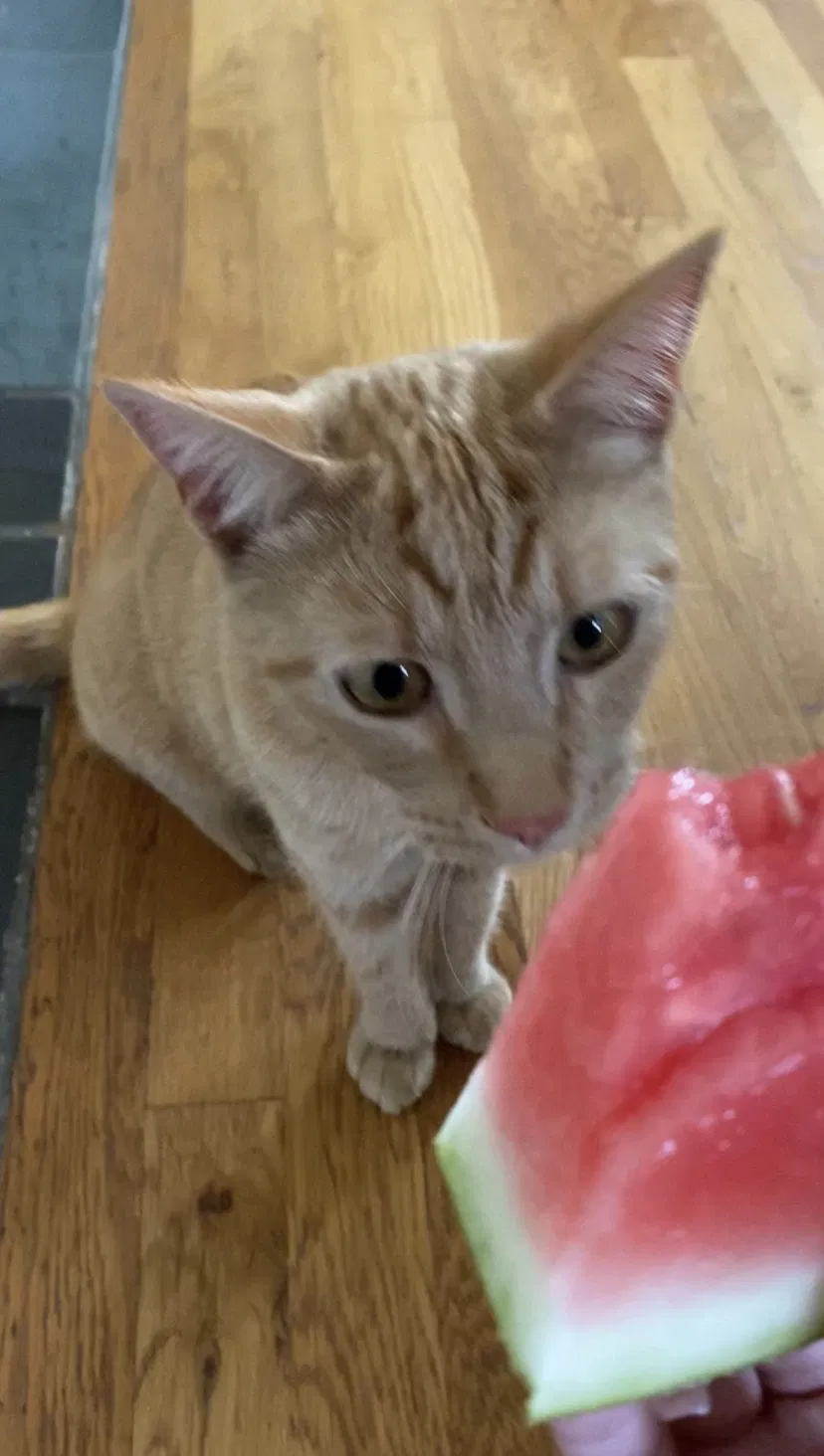 Lost cat in Seattle, WA, 98178