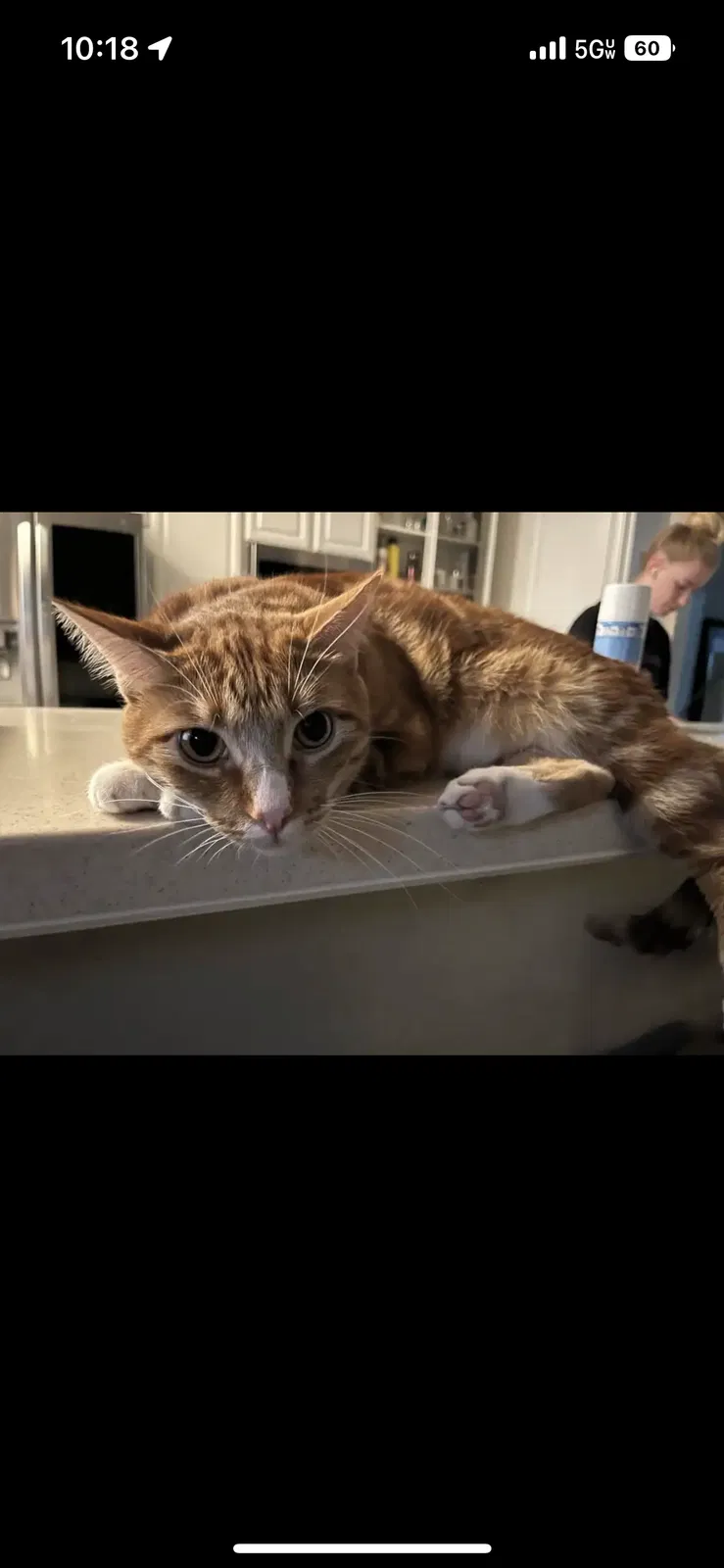 Lost cat in Folsom, CA, 95630