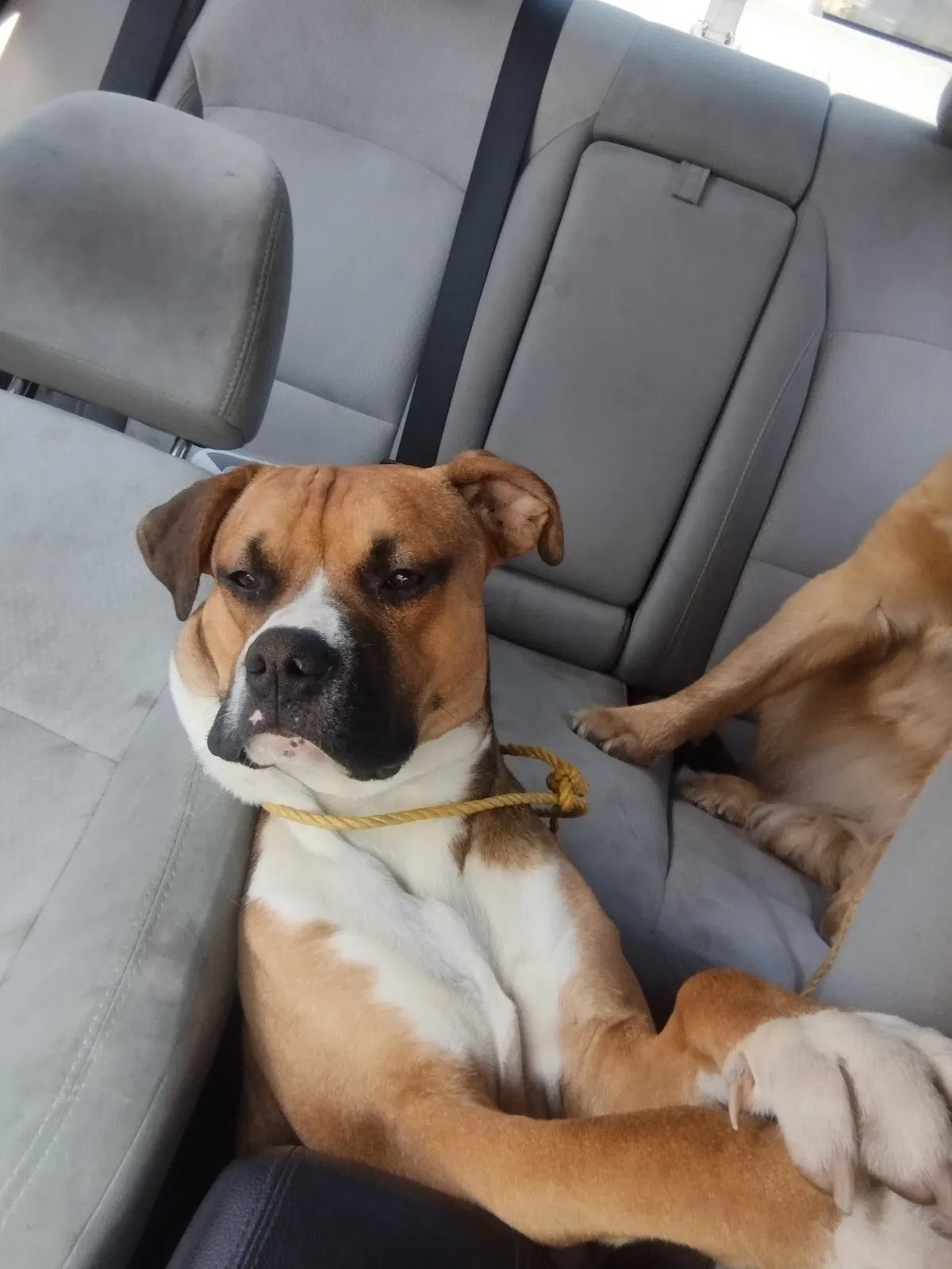 Lost dog in Kansas City, MO, 64123