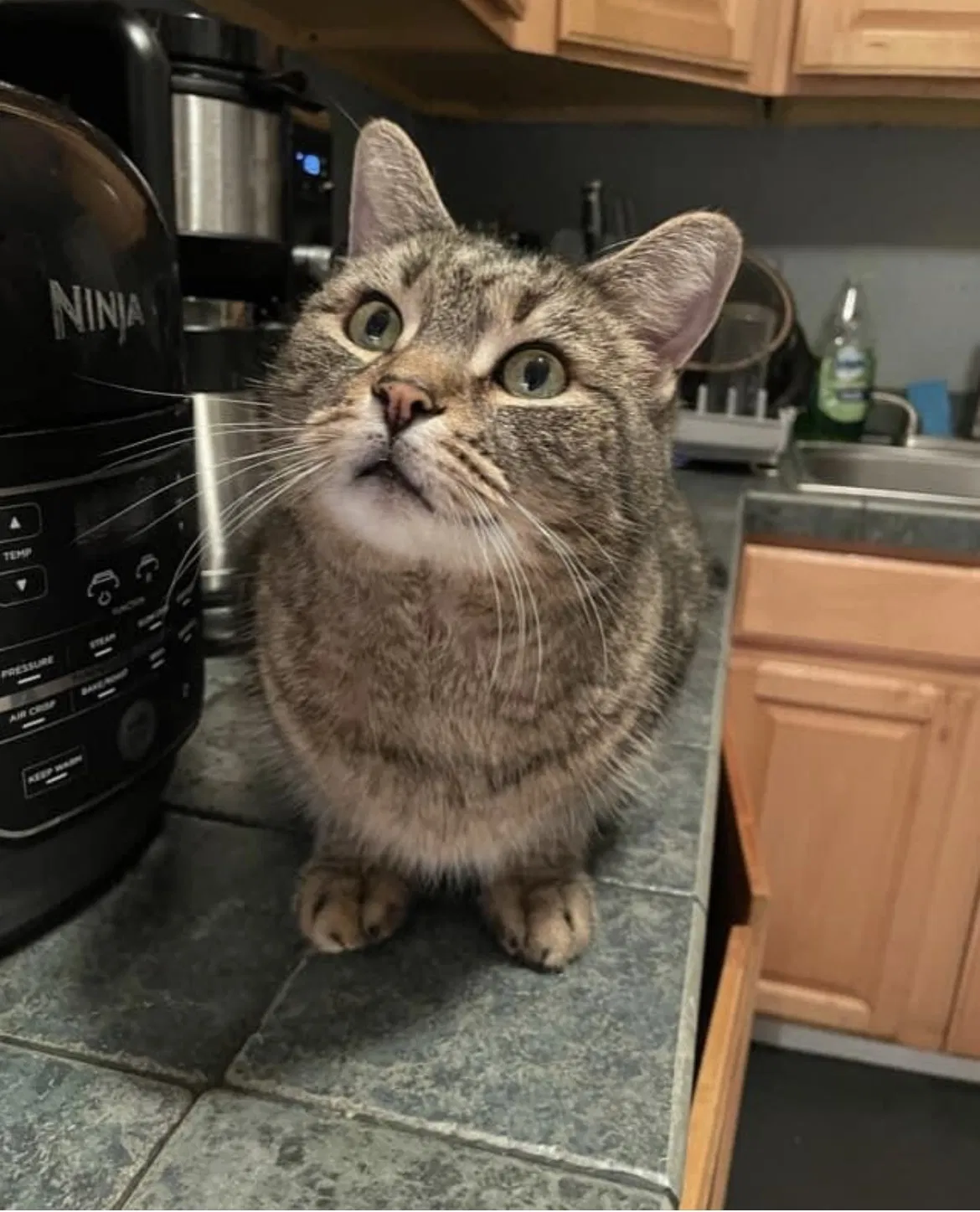 Lost cat in New Fairfield, CT, 6812
