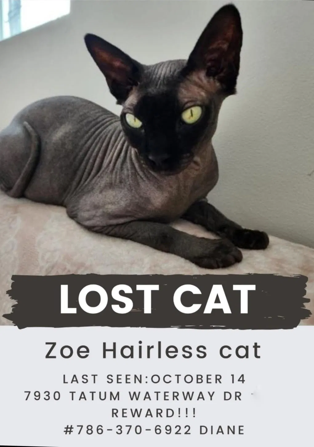 Lost cat in Miami Beach, FL, 33141